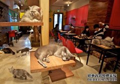 典雅的猫咪咖啡店起名字大全